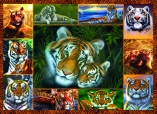 3146 Tiger MultiPic 2 Landscape  